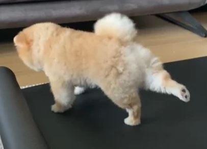 ワンコの後ろ足 お尻まわりがが可愛すぎる件 宣伝館ブログ 激安チラシ印刷通販の宣伝館